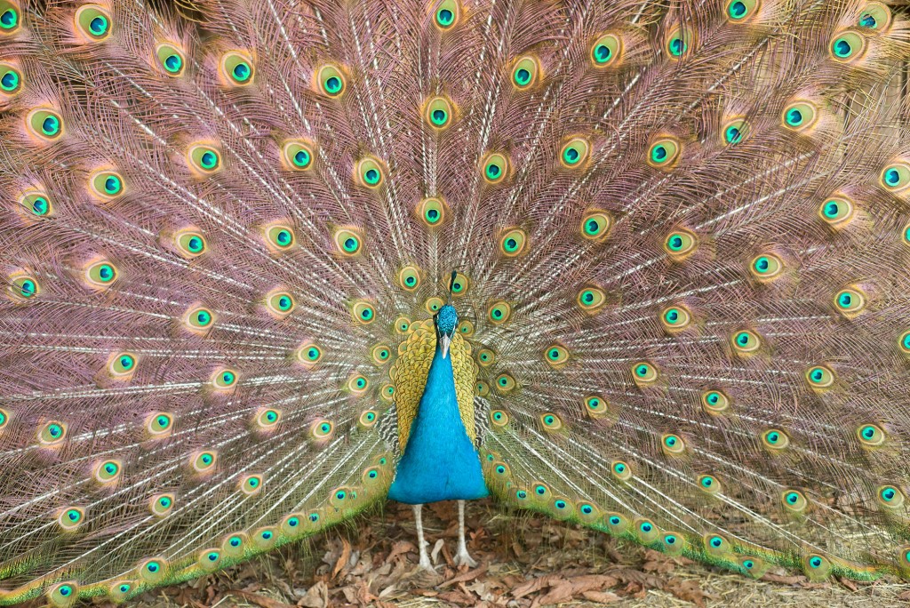 Leica M Sample Image