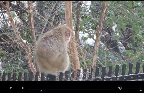 Nikon COOLPIX P520 Sample Movie