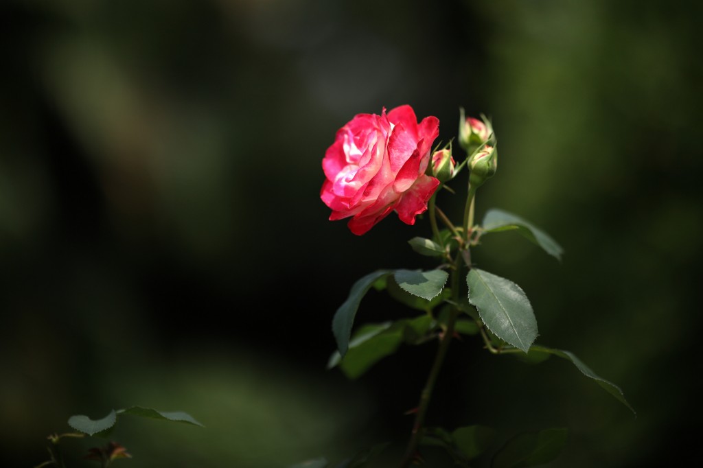Zeiss 135mm f2 Apo Sonnar T ZE sample image 1