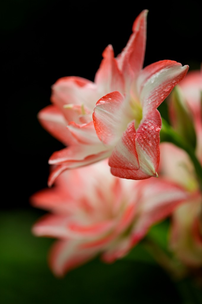 Zeiss 135mm f2 Apo Sonnar T ZE sample image
