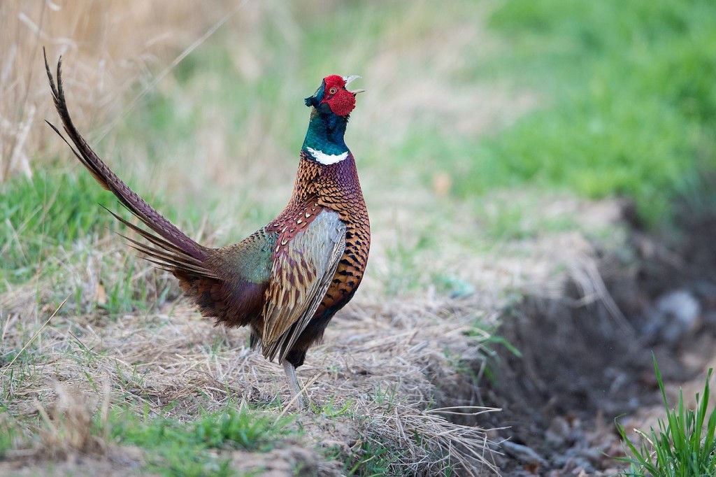 AF-S NIKKOR 800mm f5.6 sample image 8