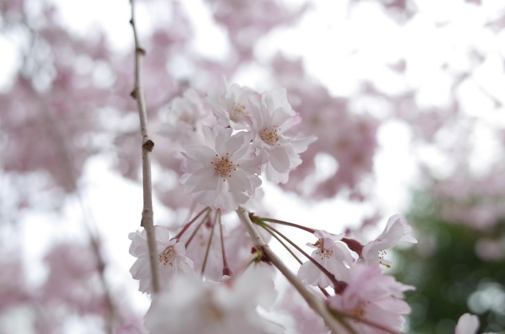 Ricoh GR Sample Images