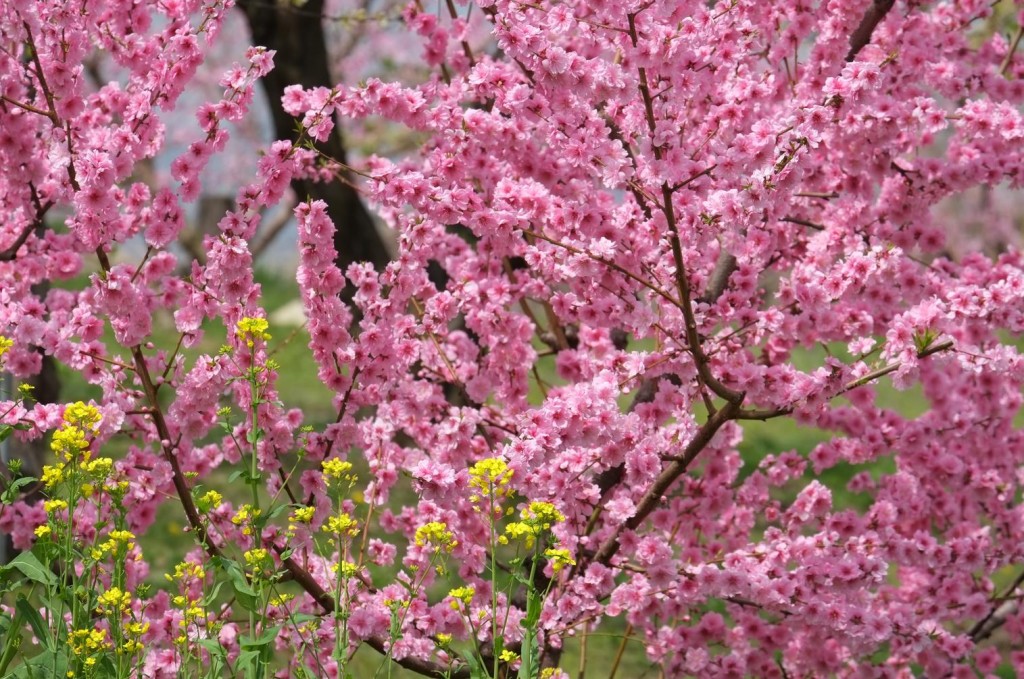 fujifilm xf 55-200mm f3.5-4.8 Sample Images