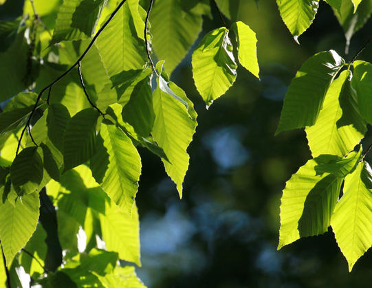 ef 200-400mm f4l is usm extender 1.4x sample images 10