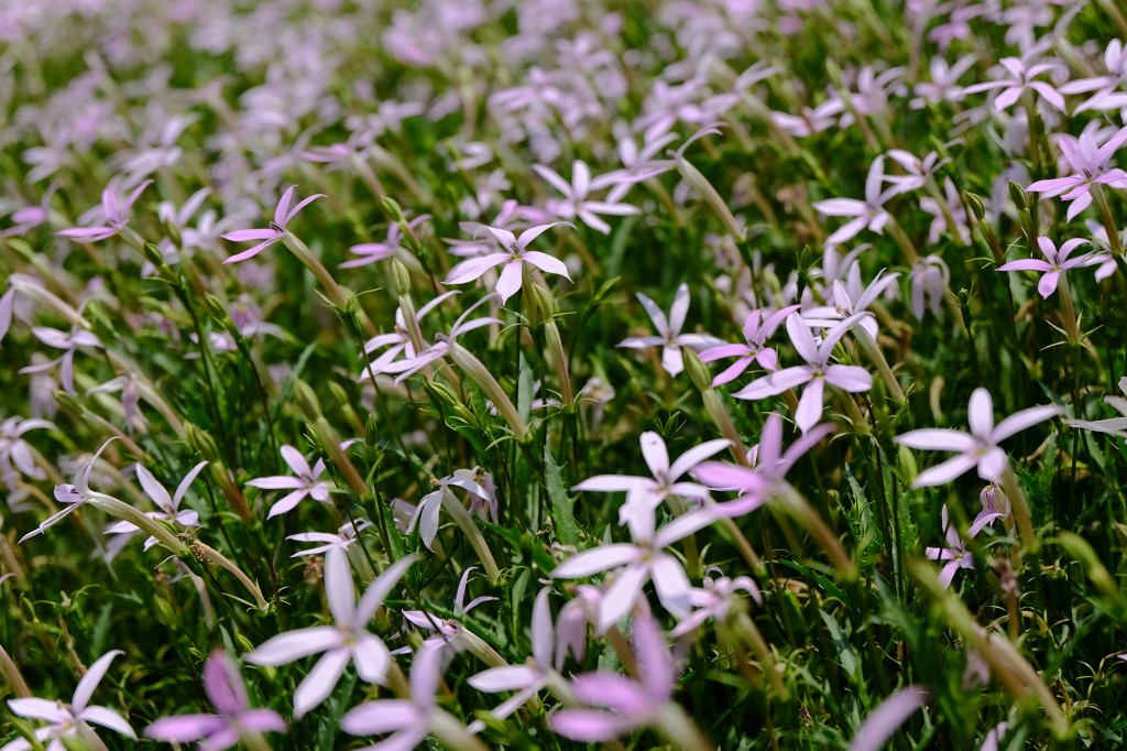 Fujifilm X-M1 Sample Image