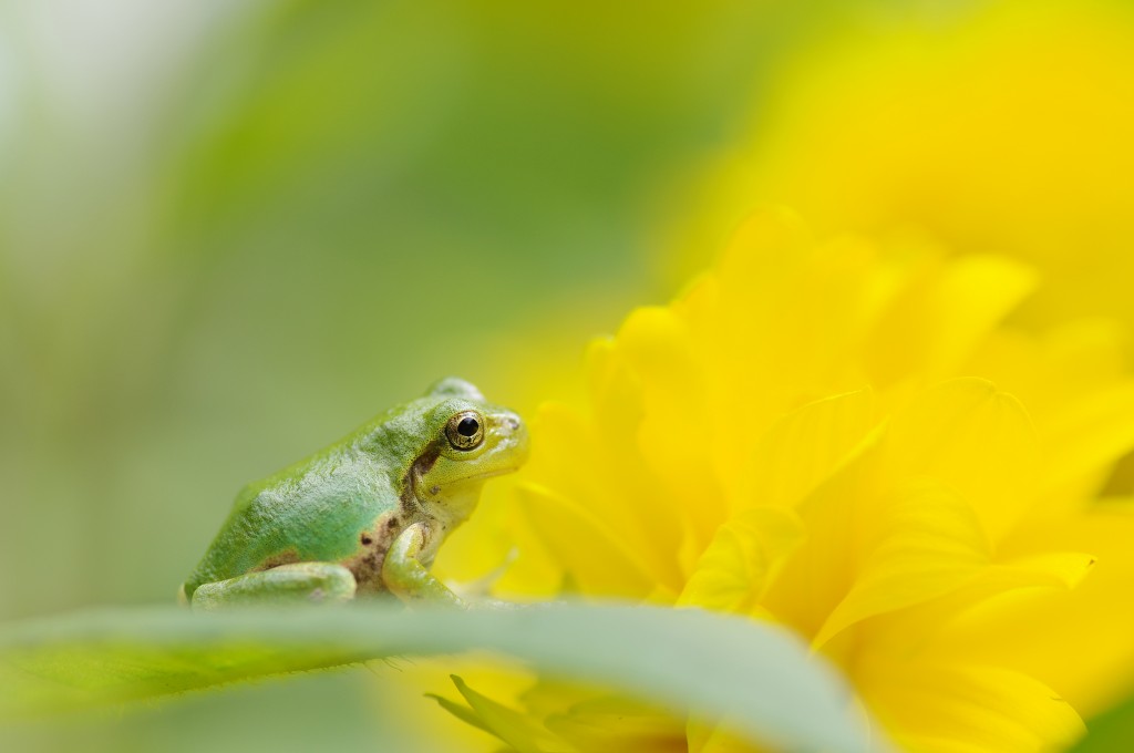 1/200sec, f/4.5, 100mm, ISO 200, PENTAX-D FA MACRO 100mmF2.8 WR, original size