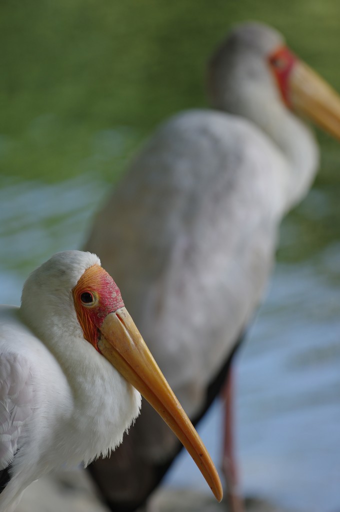 1/200sec, f/4, 300mm, ISO 100, PENTAX-DA★300mmF4ED[IF] SDM, original size