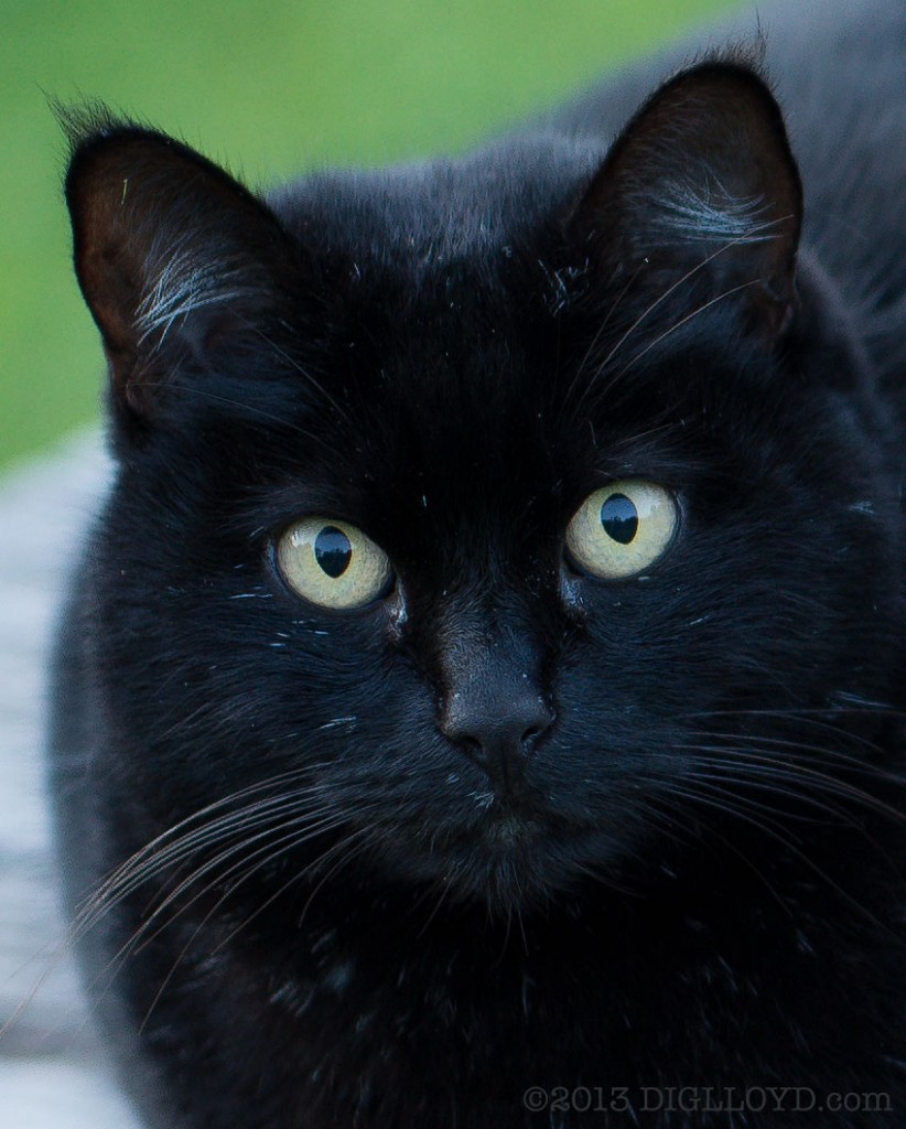 Zeiss 55mm f 1.4 sample photo 11