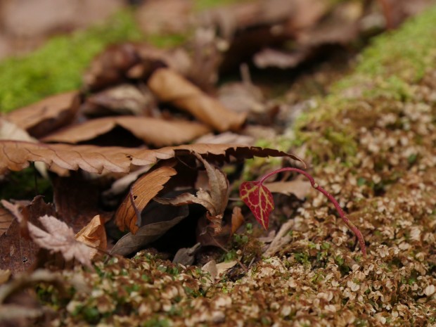 Settings: 1/200, ƒ/5.6, ISO 1600, 69 mm. Full size