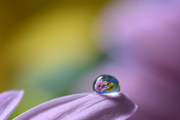 with AF-S VR Micro-Nikkor 105mm f/2.8G IF-ED, full size image