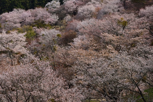 1/80s, f/11, 116mm, ISO 64, with AF-S NIKKOR 80-400mm f/4.5-5.6G ED VR Lens, View Full Size Image