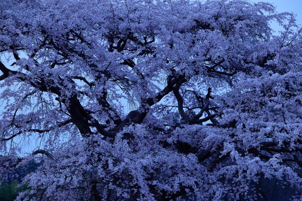 1/2.5s, f/7.1, 155mm, ISO 160, with AF-S NIKKOR 70-200mm f/2.8G ED VR II Lens, View Full Size Image