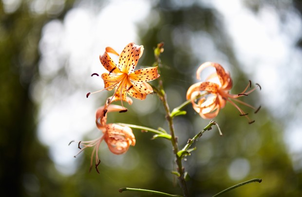 samyang 50mm F1.4 lens sample image 5