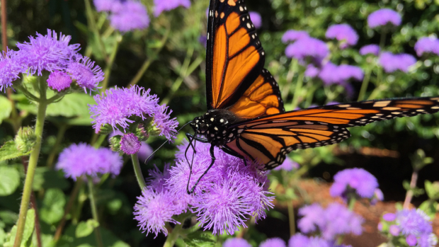 iPhone 6 Plus Sample Images 1