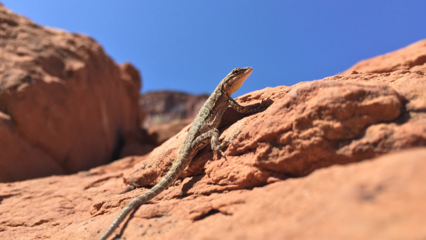 iPhone 6 Plus Sample Images