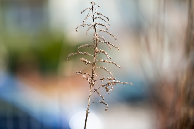D800, Otus 1.4/85, f1.4, 1/1250 sec, ISO 50