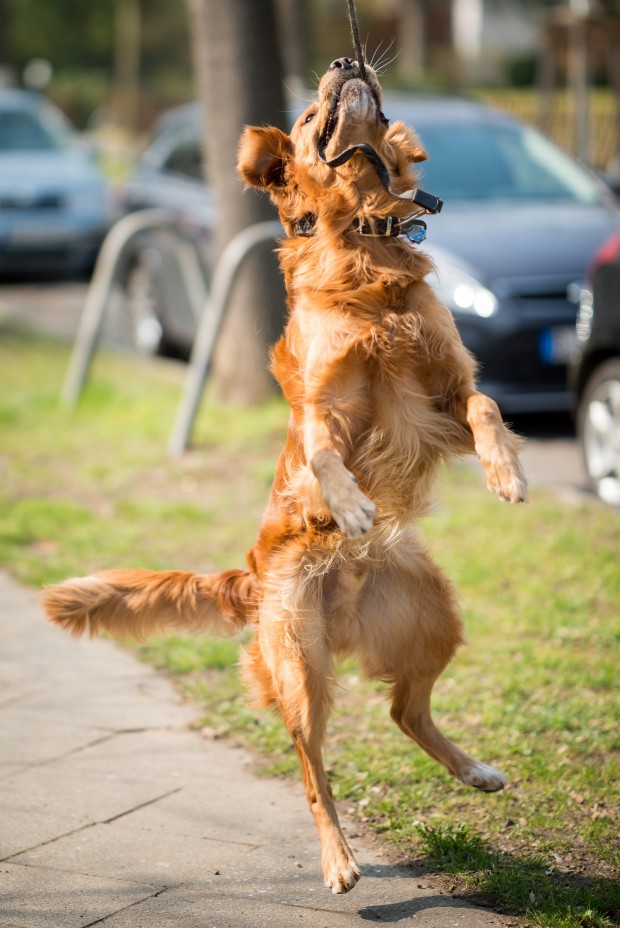 D800, Otus 1.4/85, f/1.4, 1/4000 sec, ISO 200