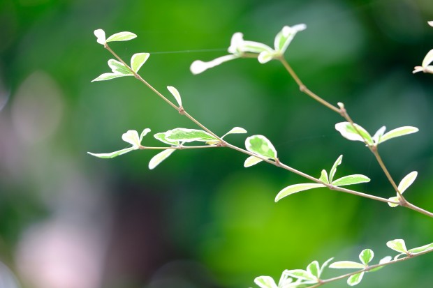 fujifilm xf 50-140mm f 2.8 wr lens sample images 3