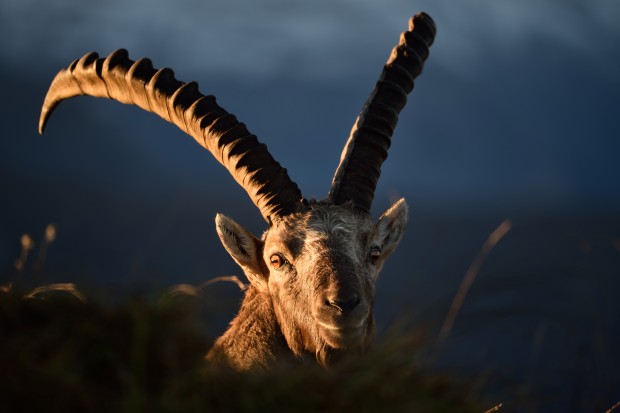 AF-S NIKKOR 300mm f4e pf ed vr lens sample images 2