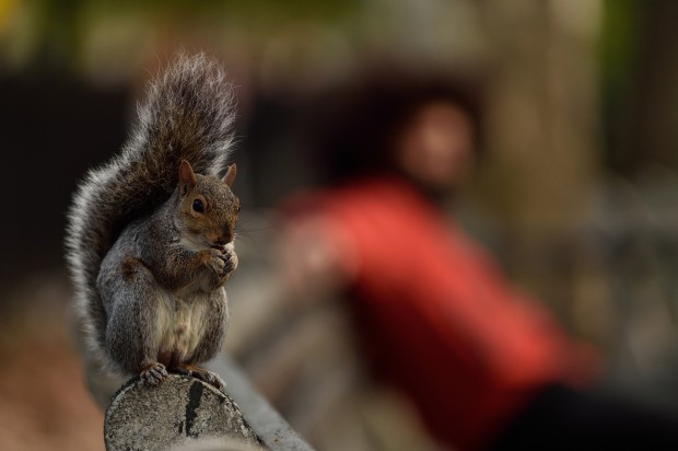 AF-S NIKKOR 300mm f4e pf ed vr lens sample images