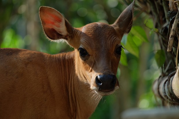 fujifilm x-a2 sample images 4