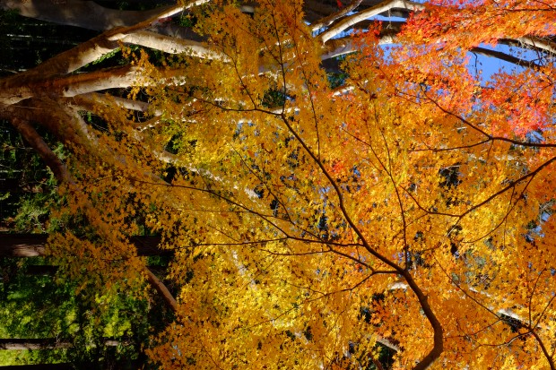 fujifilm xf 16-55mm f 2.8 r lm wr lens sample images 2