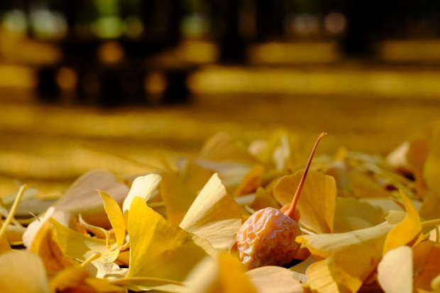 fujifilm xf 16-55mm f 2.8 r lm wr lens sample images