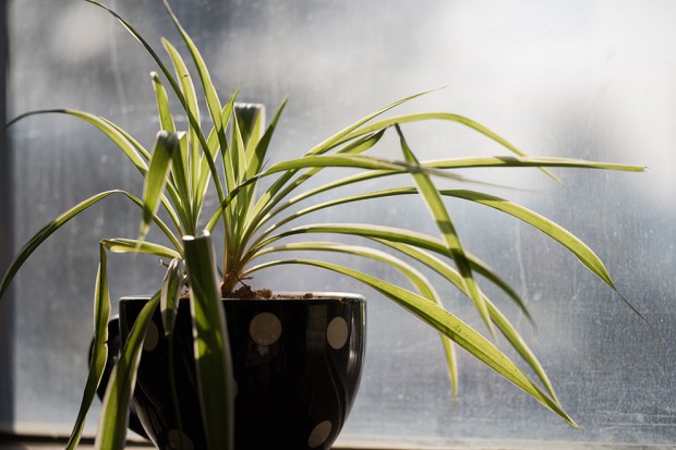 samyang 135mm-F2.0 ed umc lens sample images 1