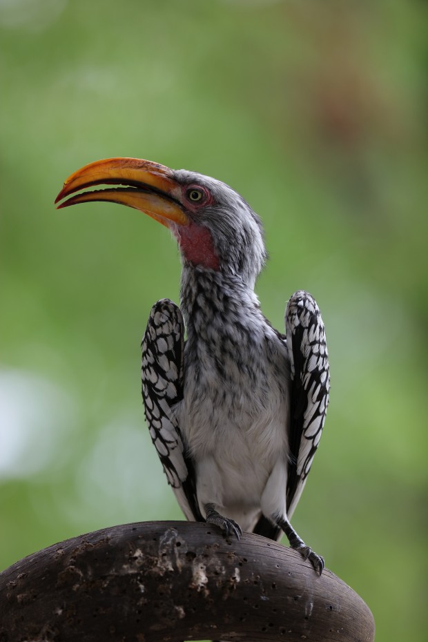 Canon EOS 5Ds w/  EF 200-400mm f/4L IS USM Extender 1.4x lens, ISO 200, f/4, 1/100 sec, See full size image