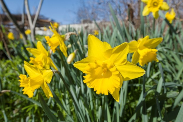 Nikon D5500 sample images 2