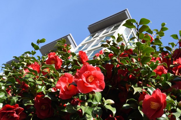 Nikon D5500 sample images