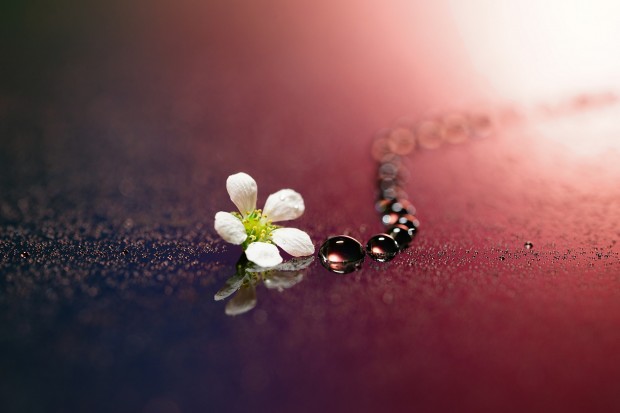 Sony FE 90mm f 2.8 macro lens 2