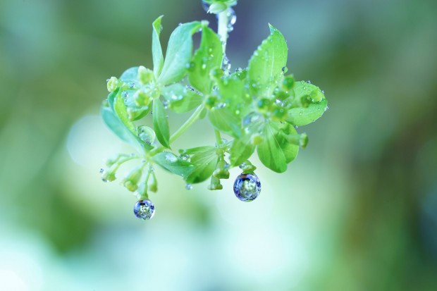 Sony FE 90mm f 2.8 macro lens 4