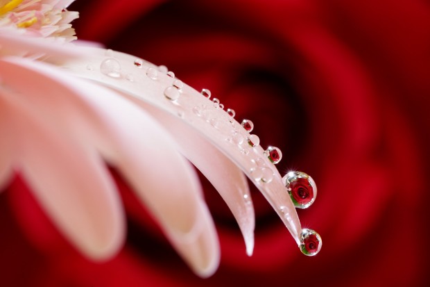 Sony FE 90mm f 2.8 macro lens 5