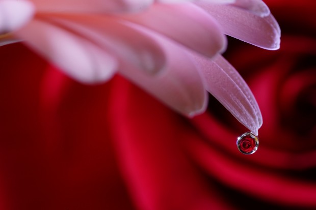 Sony FE 90mm f 2.8 macro lens 6