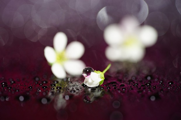 Sony FE 90mm f 2.8 macro lens