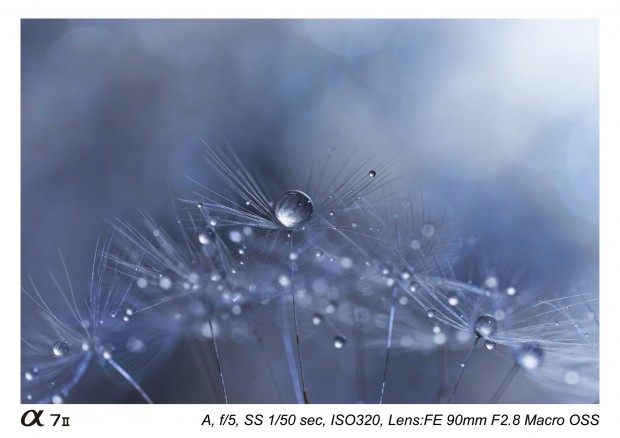 Sony FE 90mm f 2.8 macro lens 7