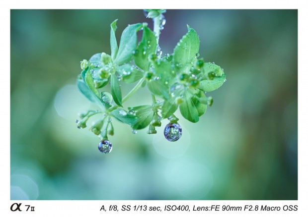 Sony FE 90mm f 2.8 macro lens 8