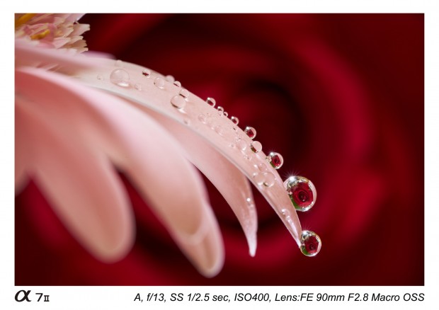 Sony FE 90mm f 2.8 macro lens 9