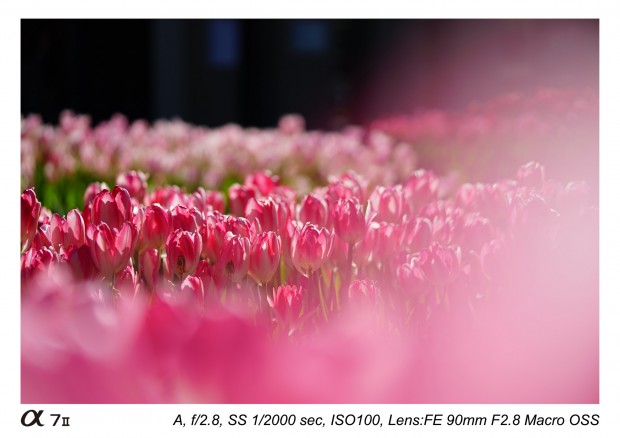 Sony FE 90mm f 2,8 macro lens 10