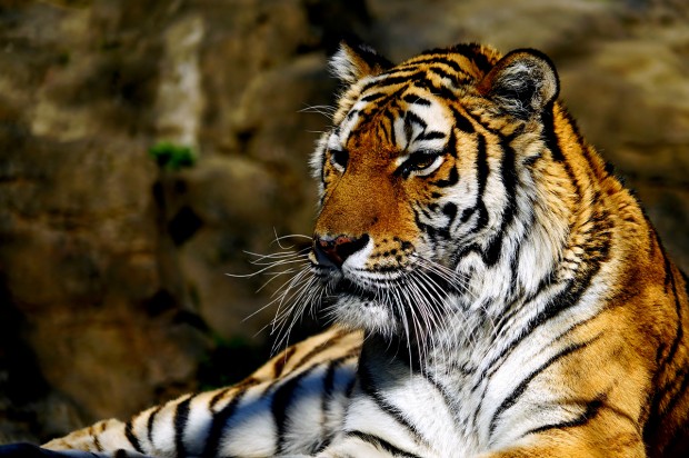 sony fe 24-240mm lens sample images 5