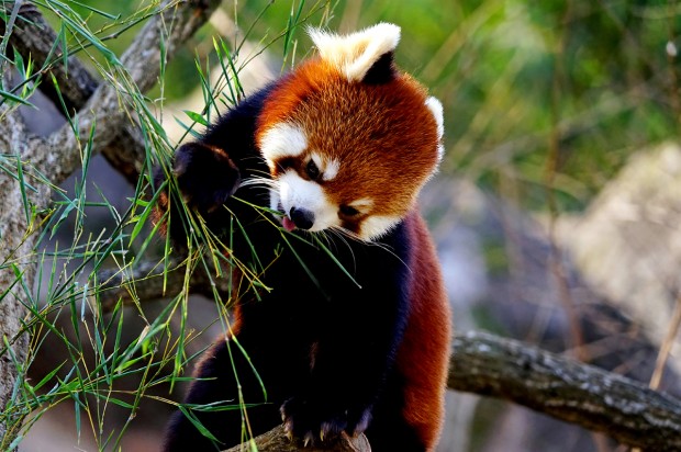 sony fe 24-240mm lens sample images 6