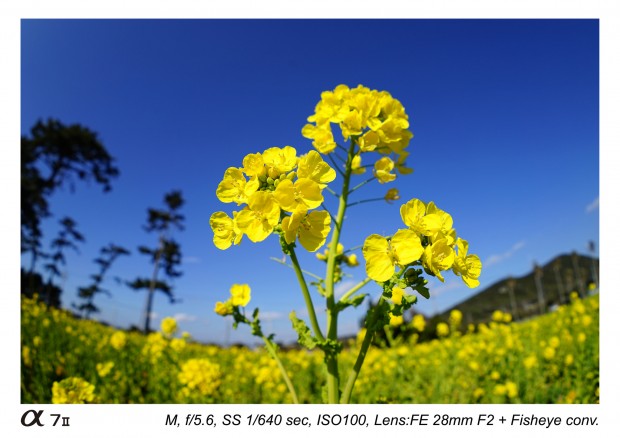 sony fe 28mm f2 lens sample images 3