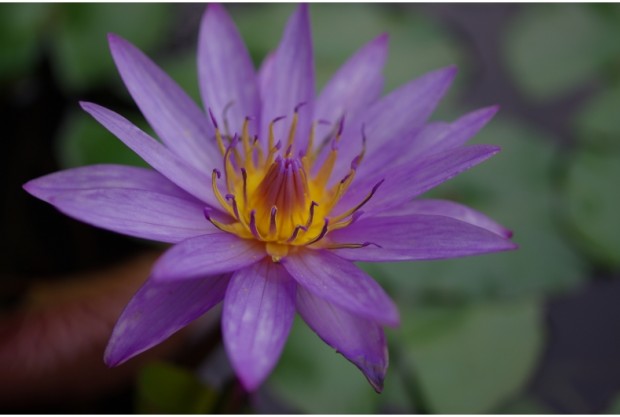 Pentax K-3 II Sample Image 9