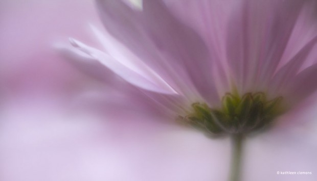 lensbaby velvet 56mm f 1.6 lens sample images 1