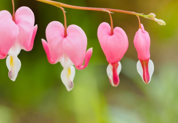 samyang 100mm f 2.8 macro lens sample images