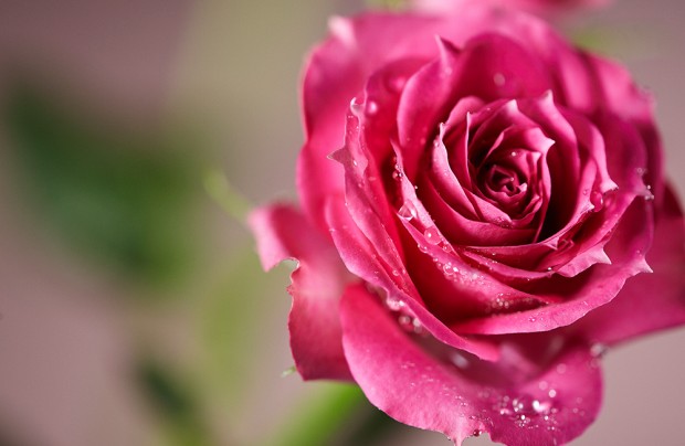 samyang opitcs-100mm-F2.8-camera lenses-photo lenses sample image 1