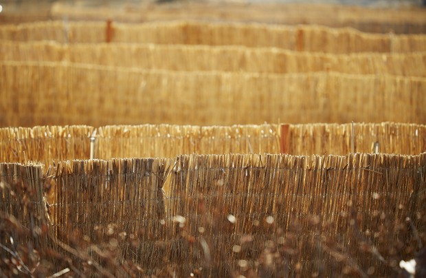 samyang opitcs-100mm-F2.8-camera lenses-photo lenses sample image 3