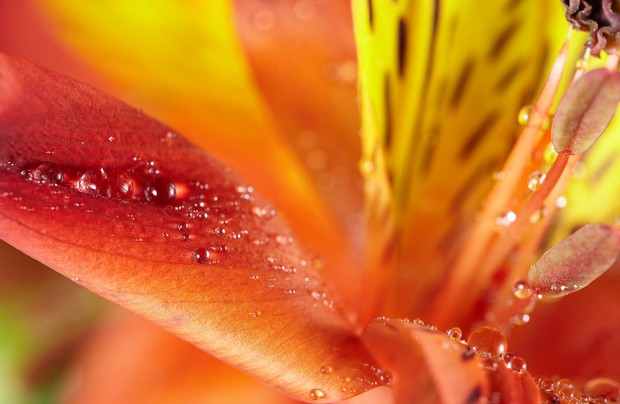 samyang opitcs-100mm-F2.8-camera lenses-photo lenses sample image 4