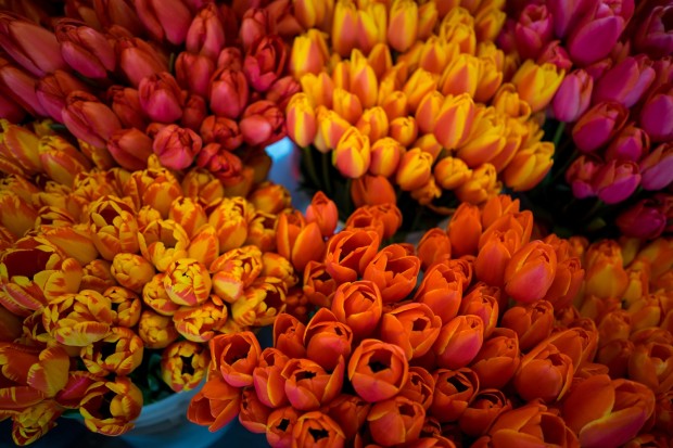 sony fe 28mm f2 lens sample images